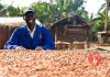 COCOBOD Indicates It May Not Be Able To Pay Cocoa Farmers